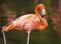 American Flamingo (Phoenicopterus ruber) Royalty Free Stock Photo