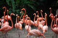 American flamingo Phoenicopterus ruber in flock / group Royalty Free Stock Photo