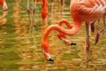 American flamingo Phoenicopterus ruber in flock / group Royalty Free Stock Photo