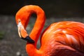 American Flamingo