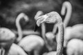 American flamingo Phoenicopterus ruber Black and white Royalty Free Stock Photo