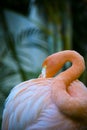 Flamingo Preening Close Up Shade Royalty Free Stock Photo