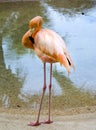 Flamingo Preening Morning Sunshine Royalty Free Stock Photo