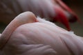 American flamingo (phoenicopterus ruber) rather sleeping Royalty Free Stock Photo