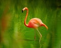 American flamingo, Phoenicopterus ruber, reddish-pink colored large wading bird in green lagoon. Red and green contrast. Redddish- Royalty Free Stock Photo