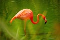 American flamingo, Phoenicopterus ruber, reddish-pink colored large wading bird in green lagoon. Red and green contrast. Redddish- Royalty Free Stock Photo