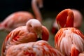 American flamingo phoenicopterus ruber with other flamingos in blurry background Royalty Free Stock Photo