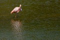 American Flamingo preening Royalty Free Stock Photo