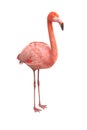 American flamingo render