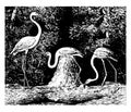 American Flamingo vintage illustration