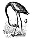 American Flamingo vintage illustration