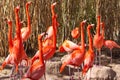 American Flamingos on Alert