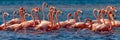 American flamingos, Celestun Biosphere Reserve