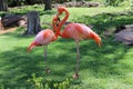 American flamingos Royalty Free Stock Photo