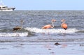 American flamingos (Phoenicopterus ruber) Galveston, Texas