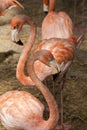 American Flamingos / The American Flamingos Phoenicopterus ruber is a large species of flamingo Royalty Free Stock Photo