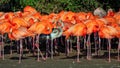 American Flamingos - Phoenicopterus ruber at rest, Gloucestershire, England.