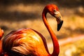 American flamingos in Thai zoo