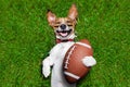 American football dog