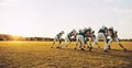 American football players doing practicing defense on a sports f Royalty Free Stock Photo