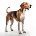 American Foxhound breed dog isolated on white background Royalty Free Stock Photo