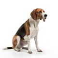 American Foxhound breed dog isolated on white background Royalty Free Stock Photo