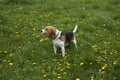 American foxhound dog Royalty Free Stock Photo