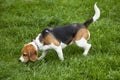 American foxhound dog Royalty Free Stock Photo