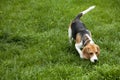 American foxhound dog Royalty Free Stock Photo