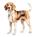 American Foxhound dog breed watercolor illustration. Cute pet drawing isolated on white background. AI Generated Royalty Free Stock Photo