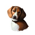 American Foxhound dog digital art illustration isolated on white. Breed of dog English hound bred to hunt foxes scent Royalty Free Stock Photo