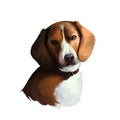 American Foxhound dog digital art illustration isolated on white. Breed of dog English hound bred to hunt foxes scent. Hazel or Royalty Free Stock Photo