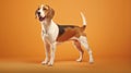 American Foxhound