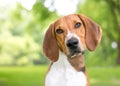 An American Foxhound dog with a head tilt