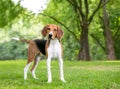 An American Foxhound dog with a head tilt Royalty Free Stock Photo