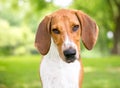 An American Foxhound dog with a head tilt Royalty Free Stock Photo