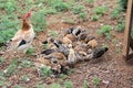 American Game Hen with brood of chicks Royalty Free Stock Photo