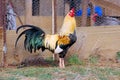 Majestic golden duckwing rooster special breed rare Cubalaya