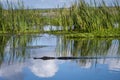 American gator on lake w/sky reflection Royalty Free Stock Photo