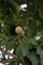 american genip fruit