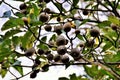 Branch full of American Genipa fruits in the city park