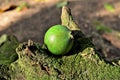 An American Genipa on the trunk full of Bryophytes in the forest Royalty Free Stock Photo