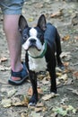 The American Gentleman Boston Terrier Royalty Free Stock Photo