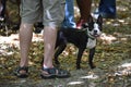 The American Gentleman Boston Terrier on a leash in woods Royalty Free Stock Photo