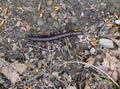 An American giant millipede crawling across a gravel path.