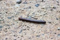 American Giant Millipede With Textured Sand