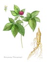 American Ginseng Royalty Free Stock Photo