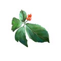 American Ginseng with green leaves and red fruit berry isolated digital art illustration. Panax Panacis quinquefolis