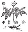 American Ginseng or Panax quinquefolius vintage engraving