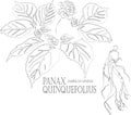 American ginseng plant contour vector illustration